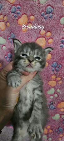 Image de la portée de chaton de l'élévage CHATTERIE DE SAM TI COON