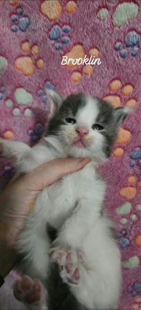 Image de la portée de chaton de l'élévage CHATTERIE DE SAM TI COON