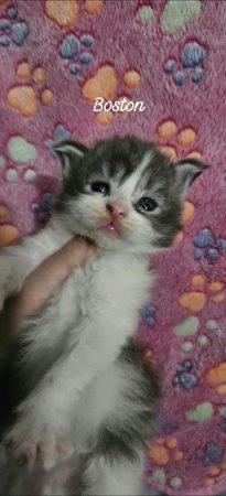 Image de la portée de chaton de l'élévage CHATTERIE DE SAM TI COON