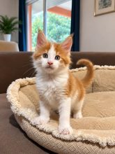 Chatons de race Maine coon à vendre chez l'éleveur DE LA GARDE DES ALBERES
