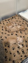 Chatons d'apparence Maine coon à vendre chez l'éleveur La Chatterie Les Coons Boréals
