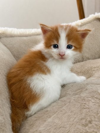 Image de la portée de chaton de l'élévage DE LA GARDE DES ALBERES