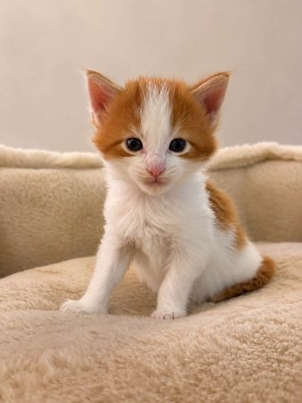 Image de la portée de chaton de l'élévage DE LA GARDE DES ALBERES