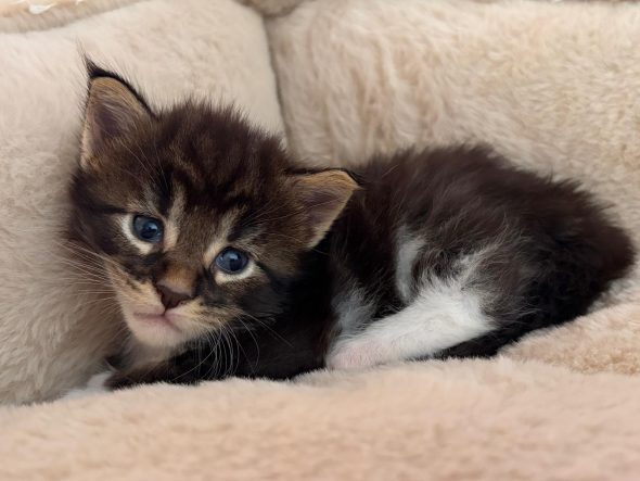 Image de la portée de chaton de l'élévage DE LA GARDE DES ALBERES