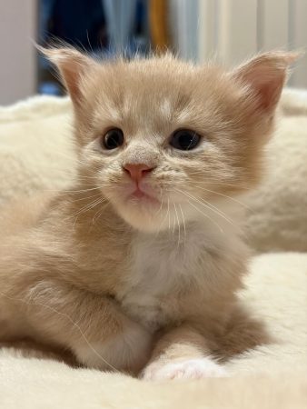 Image de la portée de chaton de l'élévage DE LA GARDE DES ALBERES