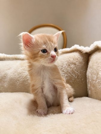 Image de la portée de chaton de l'élévage DE LA GARDE DES ALBERES