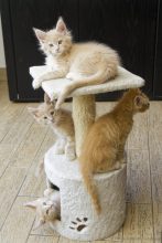 Chatons de race Maine coon à vendre chez l'éleveur CHATTERIE DE LA CASA FELINA