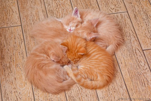 Image de la portée de chaton de l'élévage CHATTERIE DE LA CASA FELINA