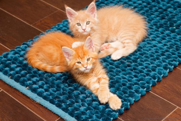 Image de la portée de chaton de l'élévage CHATTERIE DE LA CASA FELINA