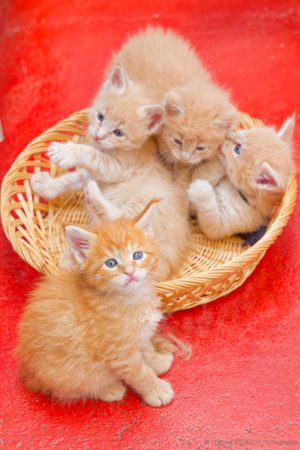 Image de la portée de chaton de l'élévage CHATTERIE DE LA CASA FELINA