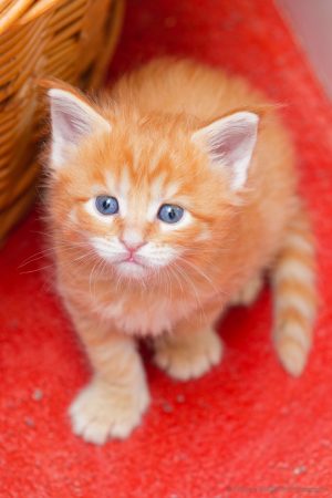 Image de la portée de chaton de l'élévage CHATTERIE DE LA CASA FELINA