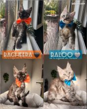 Chatons de race Maine coon à vendre chez l'éleveur CHATTERIE DE LA LEGENDE DE TSUNADE