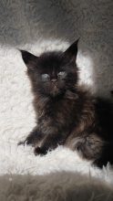 Chatons de race Maine coon à vendre chez l'éleveur DU JARDIN D ABEL