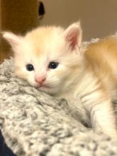 Chatons d'apparence Maine coon à vendre chez l'éleveur DES MOUSTACHES DE NARNIA