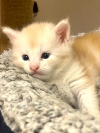 Image de la portée de chaton de l'élévage DES MOUSTACHES DE NARNIA