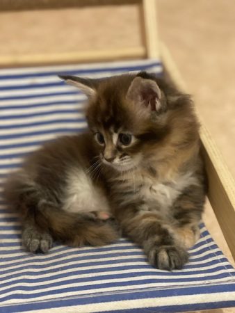 Image de la portée de chaton de l'élévage DES MOUSTACHES DE NARNIA