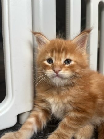 Image de la portée de chaton de l'élévage DES MOUSTACHES DE NARNIA
