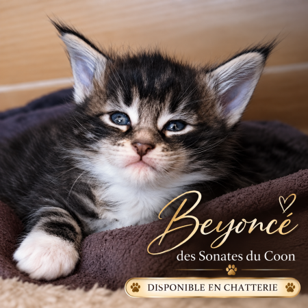 Image de la portée de chaton de l'élévage TIXIDRE FLORIANE