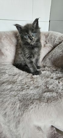 Image de la portée de chaton de l'élévage CHATTERIE DE SAM TI COON