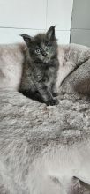 Chatons de race Maine coon à vendre chez l'éleveur CHATTERIE DE SAM TI COON