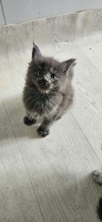 Image de la portée de chaton de l'élévage CHATTERIE DE SAM TI COON