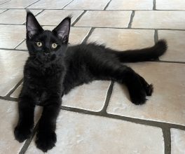 Chatons de race Maine coon à vendre chez l'éleveur LEVESQUE DOMINIQUE