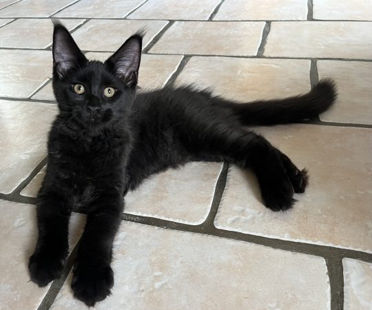 Image de la portée de chaton de l'élévage LEVESQUE DOMINIQUE