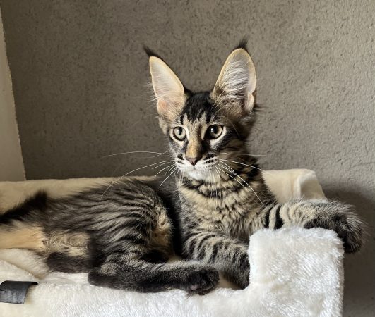 Image de la portée de chaton de l'élévage LEVESQUE DOMINIQUE