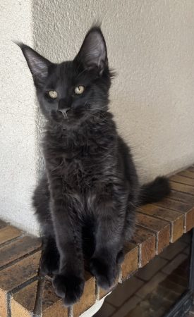 Image de la portée de chaton de l'élévage LEVESQUE DOMINIQUE