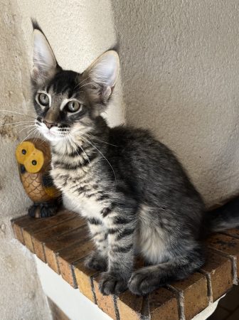Image de la portée de chaton de l'élévage LEVESQUE DOMINIQUE