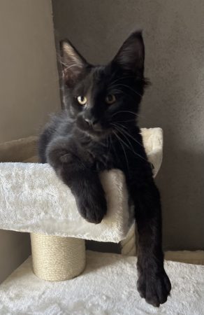 Image de la portée de chaton de l'élévage LEVESQUE DOMINIQUE
