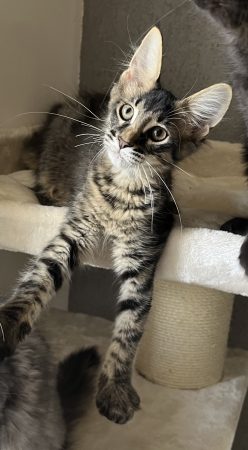 Image de la portée de chaton de l'élévage LEVESQUE DOMINIQUE