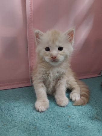 Image de la portée de chaton de l'élévage D&rsquo;EMGUERAN