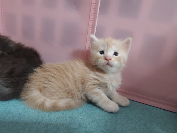 Image de la portée de chaton de l'élévage D&rsquo;EMGUERAN