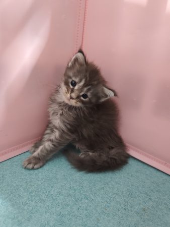 Image de la portée de chaton de l'élévage D&rsquo;EMGUERAN