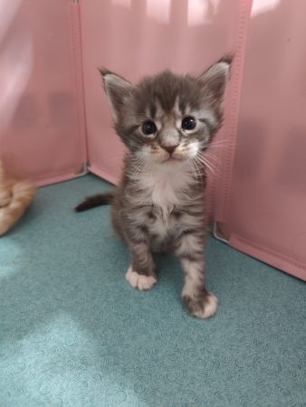 Image de la portée de chaton de l'élévage D&rsquo;EMGUERAN