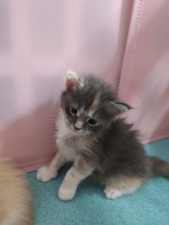 Image de la portée de chaton de l'élévage D&rsquo;EMGUERAN