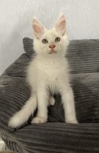 Chatons de race Maine coon à vendre chez l'éleveur CHATTERIE DE SNOOPY ET CO