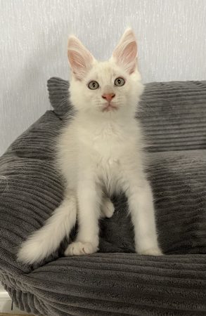 Image de la portée de chaton de l'élévage CHATTERIE DE SNOOPY ET CO