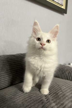 Image de la portée de chaton de l'élévage CHATTERIE DE SNOOPY ET CO