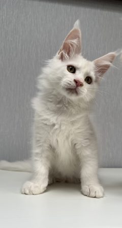 Image de la portée de chaton de l'élévage CHATTERIE DE SNOOPY ET CO
