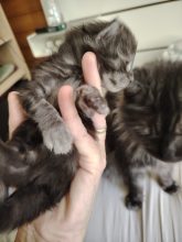 Chatons d'apparence Maine coon à vendre chez l'éleveur LE HAREM DE PAKITO