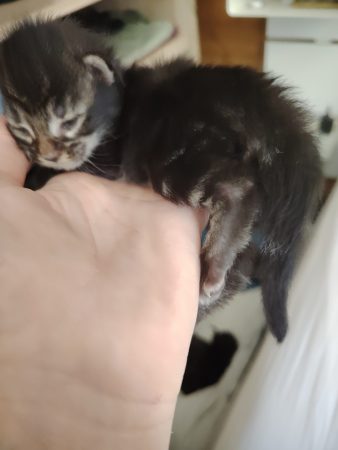 Image de la portée de chaton de l'élévage LE HAREM DE PAKITO
