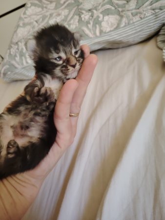 Image de la portée de chaton de l'élévage LE HAREM DE PAKITO