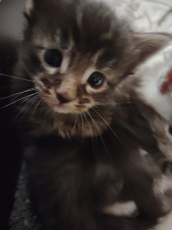 Image de la portée de chaton de l'élévage LE HAREM DE PAKITO