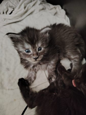 Image de la portée de chaton de l'élévage LE HAREM DE PAKITO