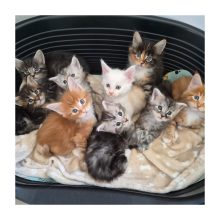 Chatons d'apparence Maine coon à vendre chez l'éleveur L&rsquo;ANCOEUR BOMBON