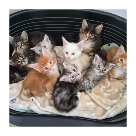 Image de la portée de chaton de l'élévage L&rsquo;ANCOEUR BOMBON