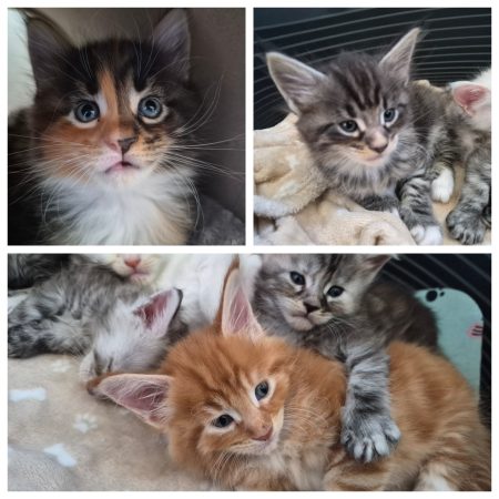 Image de la portée de chaton de l'élévage L&rsquo;ANCOEUR BOMBON