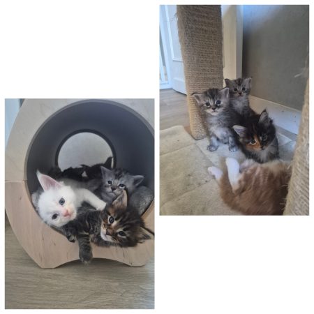 Image de la portée de chaton de l'élévage L&rsquo;ANCOEUR BOMBON